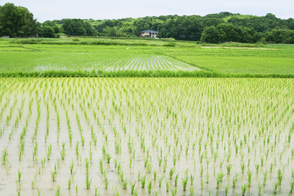 太閤検地とは?わかりやすく解説!目的や意義、石高についても!